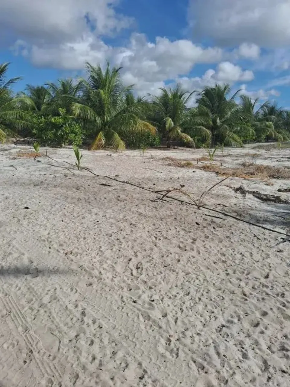 Granja com 6.5 hectares em punau
