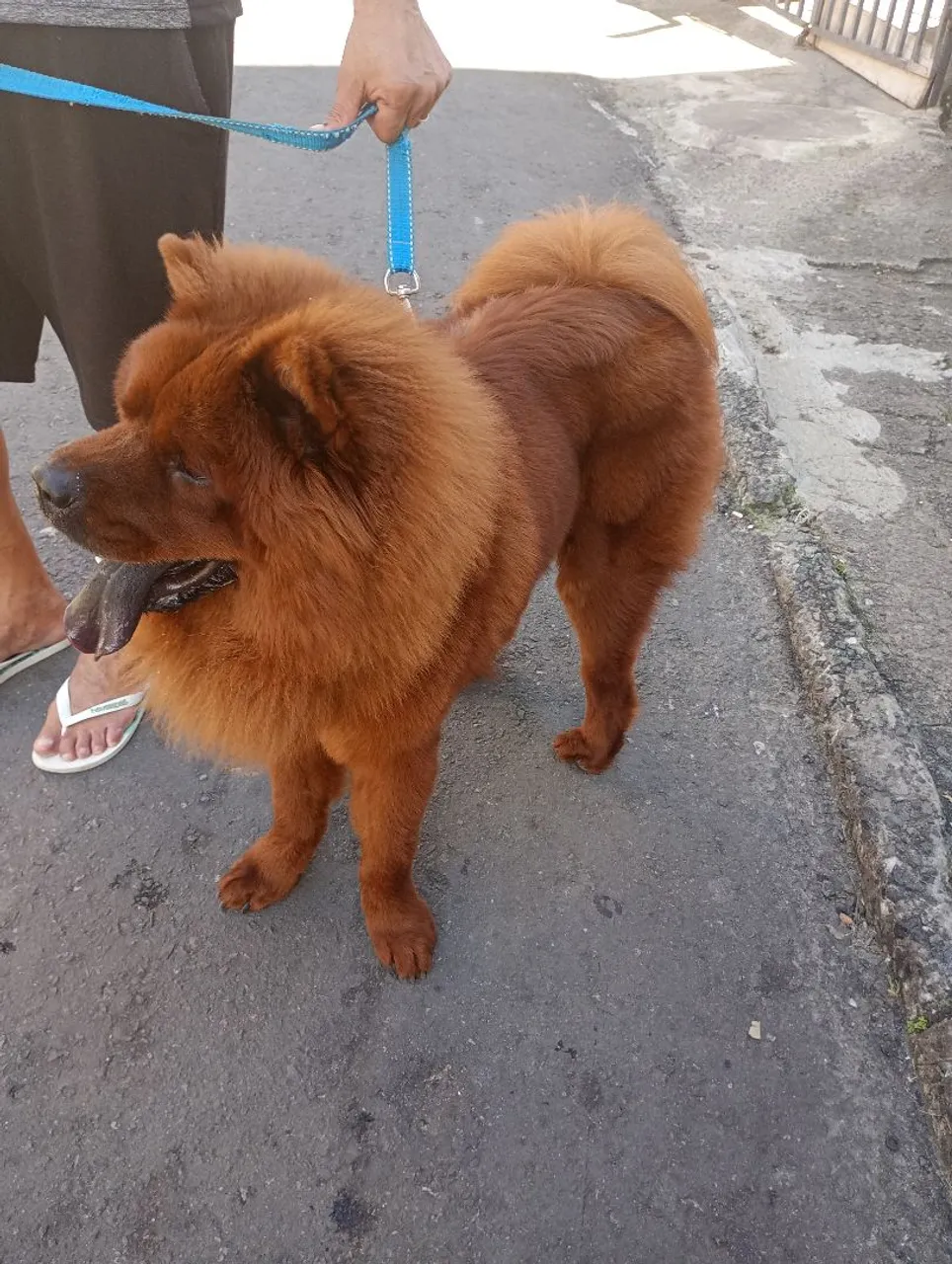 Chow Chow Vermelho - Porte Elegante e Pelagem Exuberante