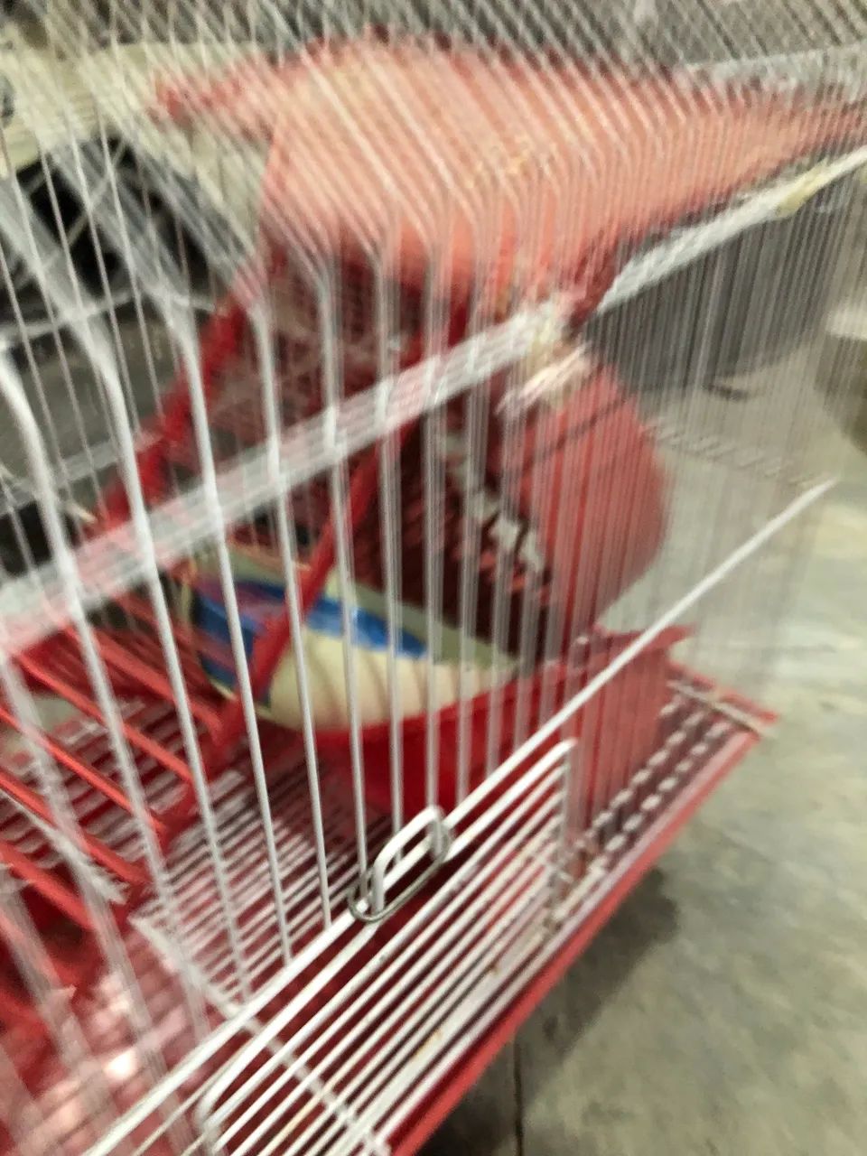 Casa p hamister - Foto 5