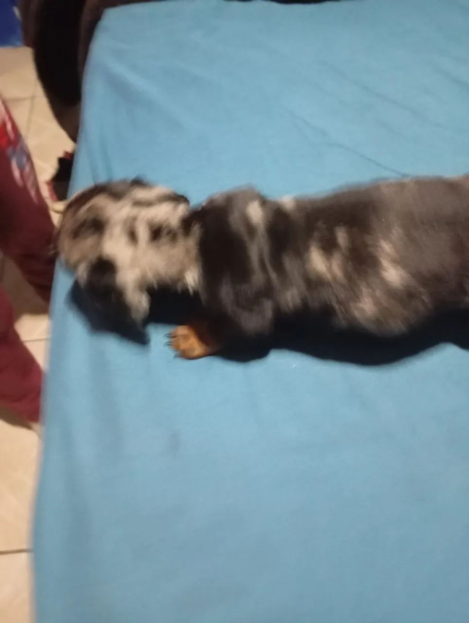 Filhote de Dachshund Arlequim macho