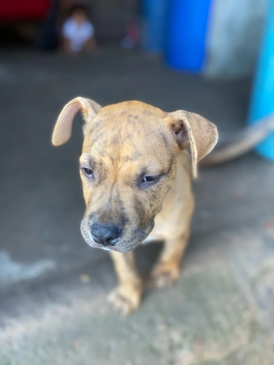 Filhote de Pitbull para vender