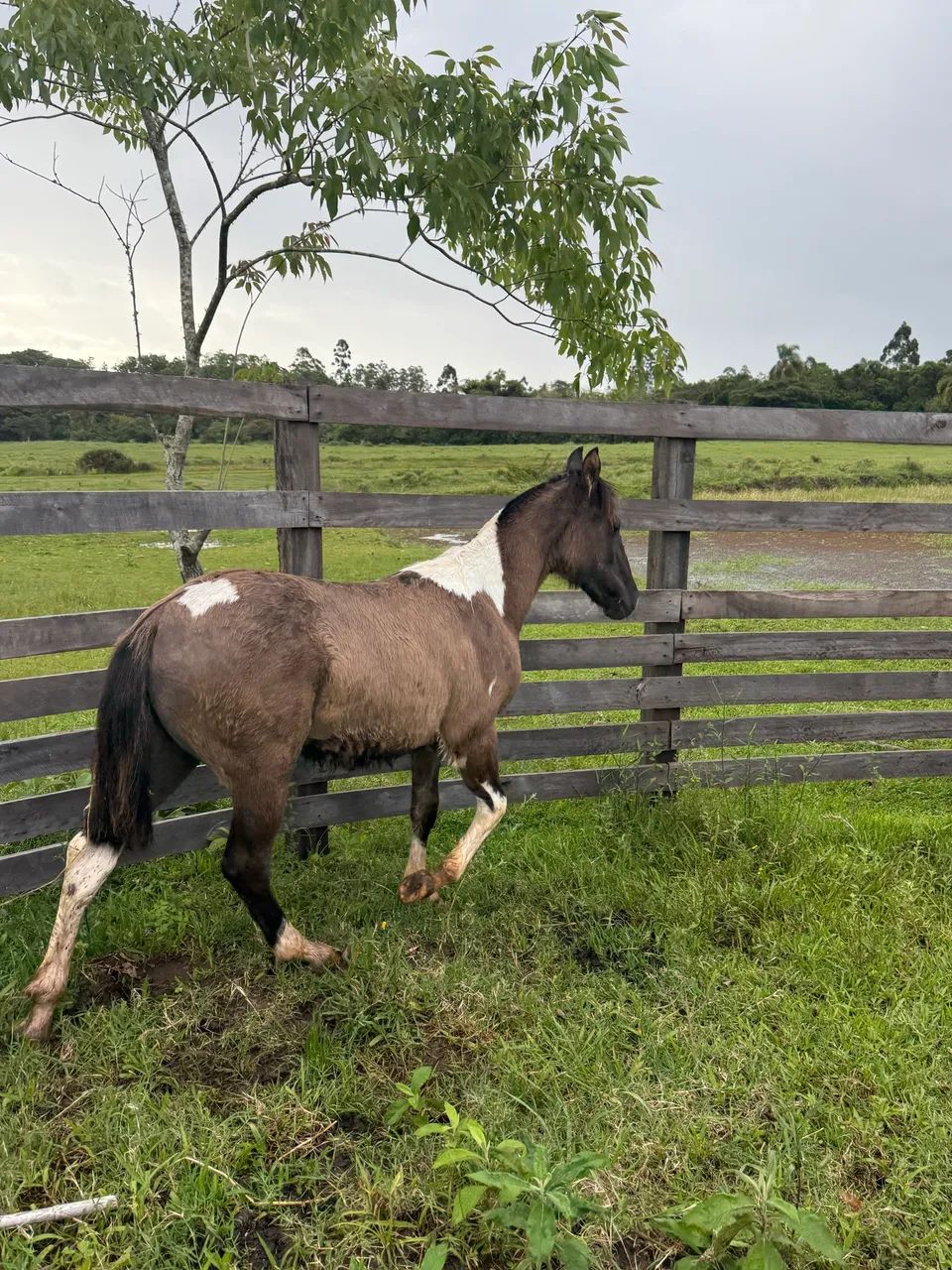 Potro Tobiano Diferenciado 9 meses