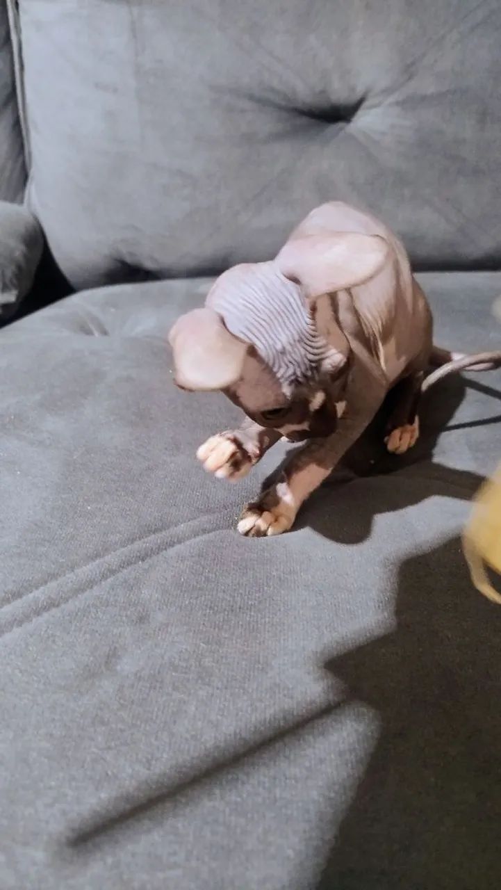 Fêmea linda  - Foto 3