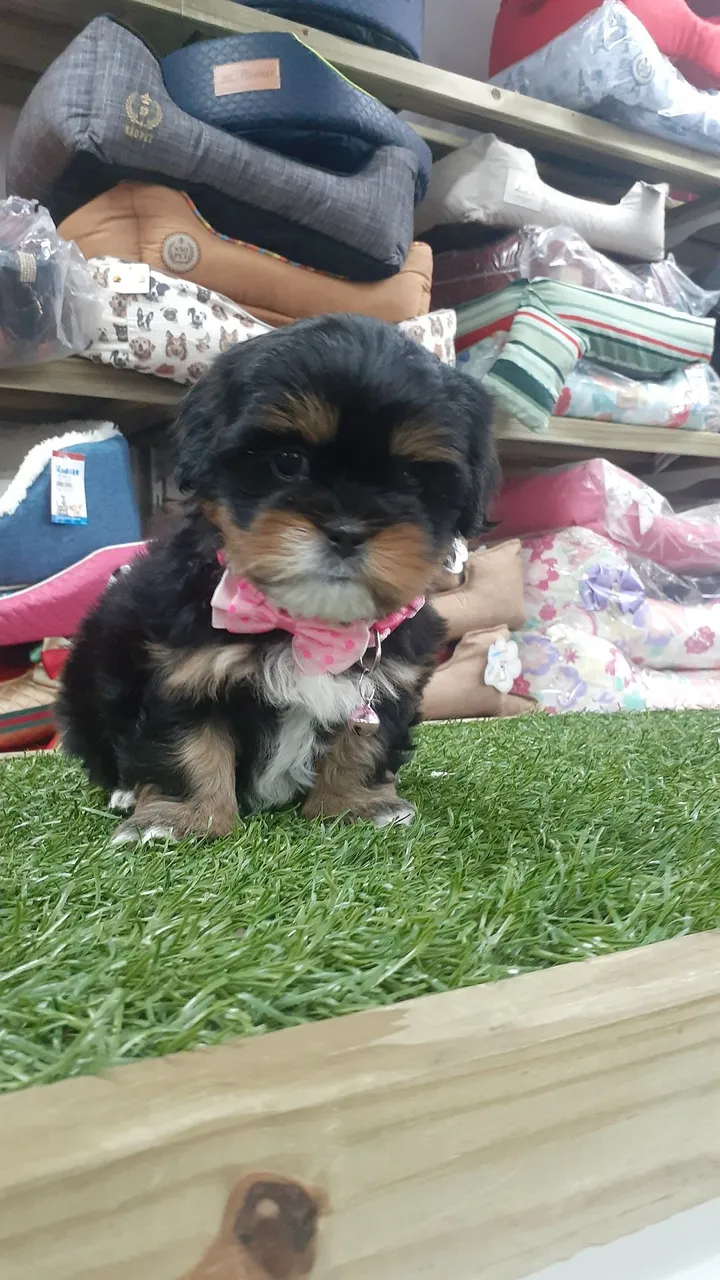Filhotes de Shih Tzu