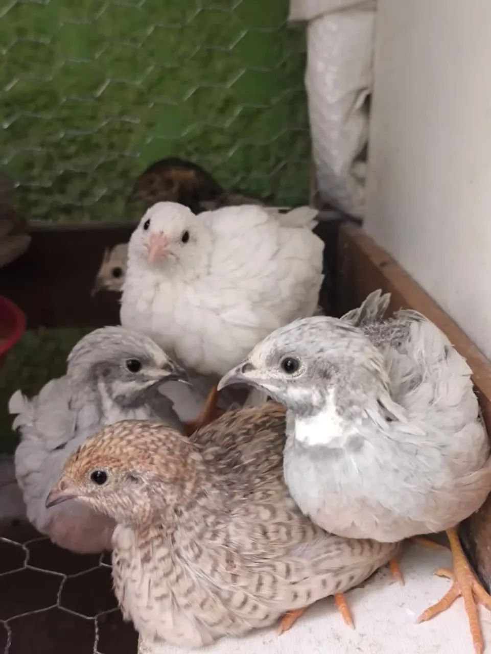 Ovos de codorna galados (fértil) - Foto 3