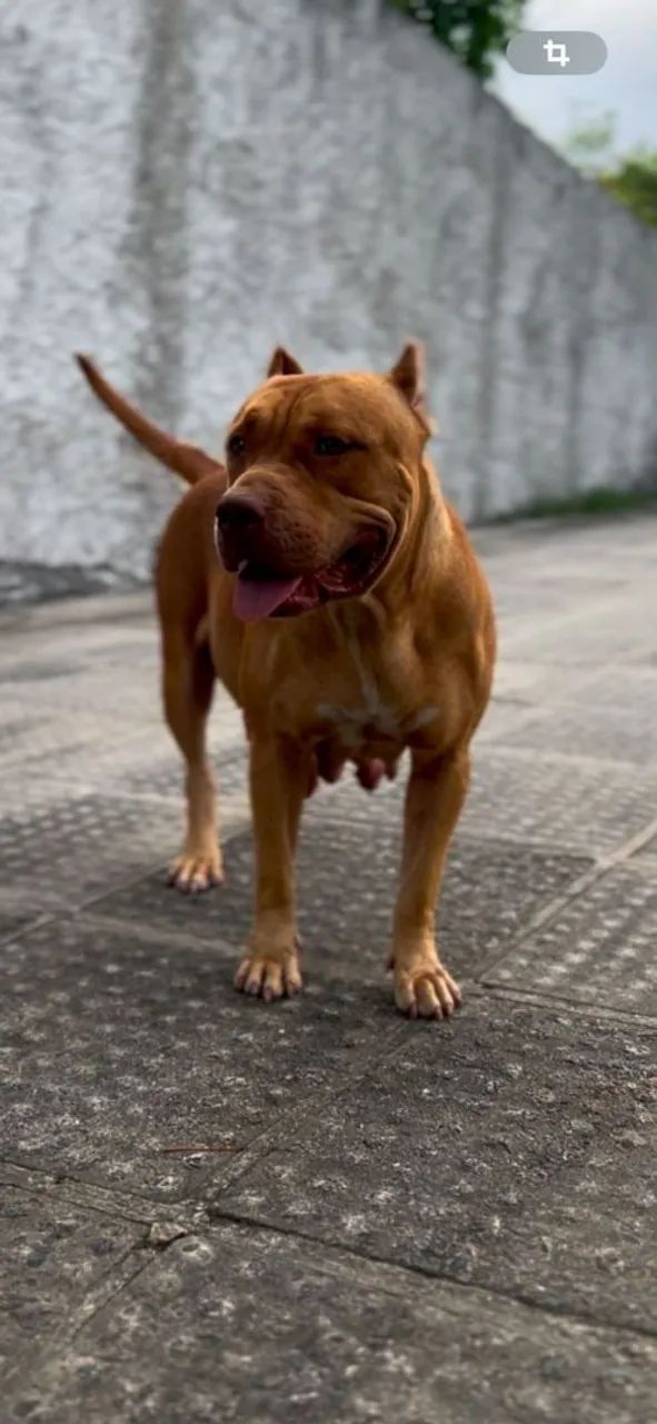 Filhotes de Pit Bull pra vender logo 1000 rs - Foto 6