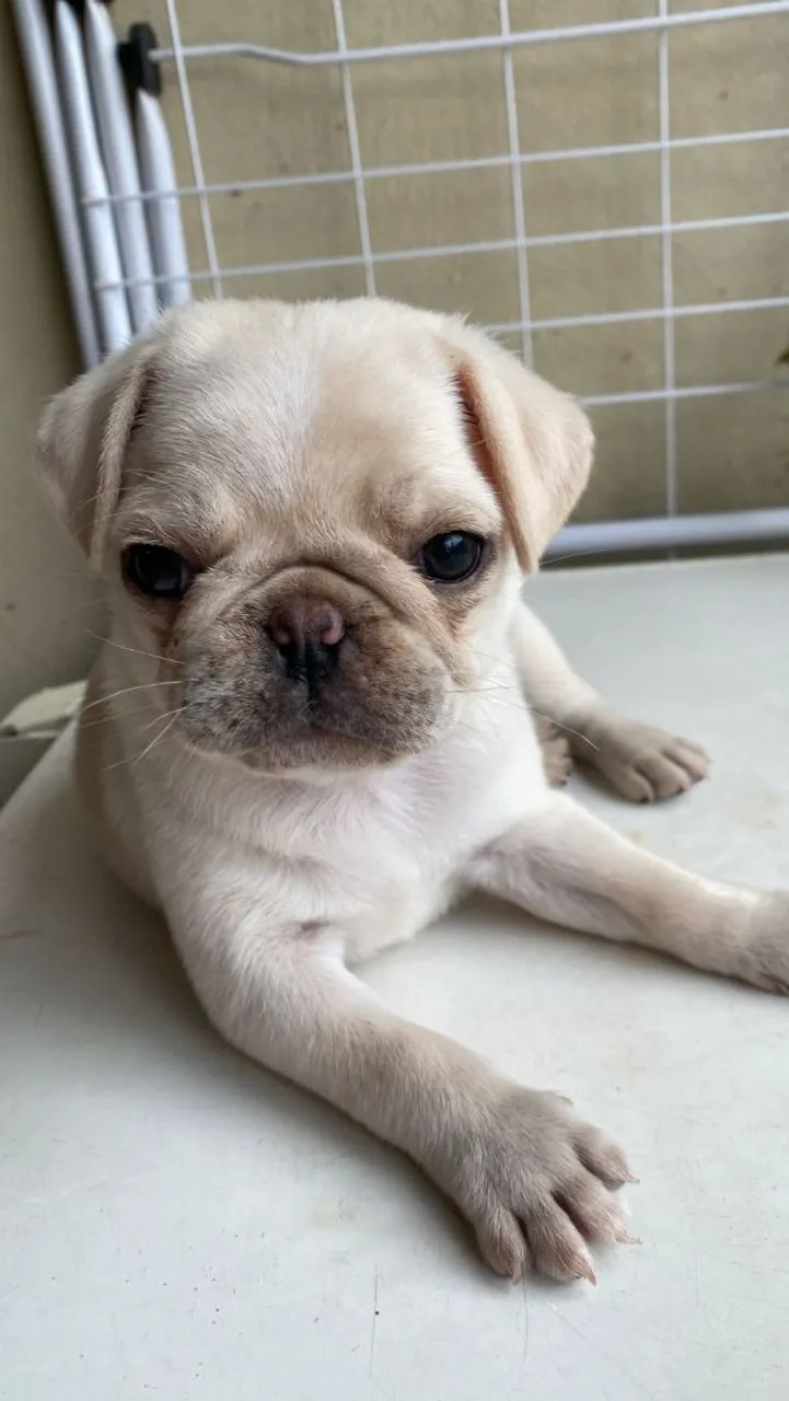 Filhote de Pug