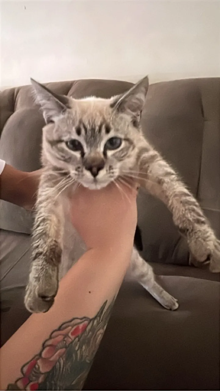 Gatinhas lindas para adoção