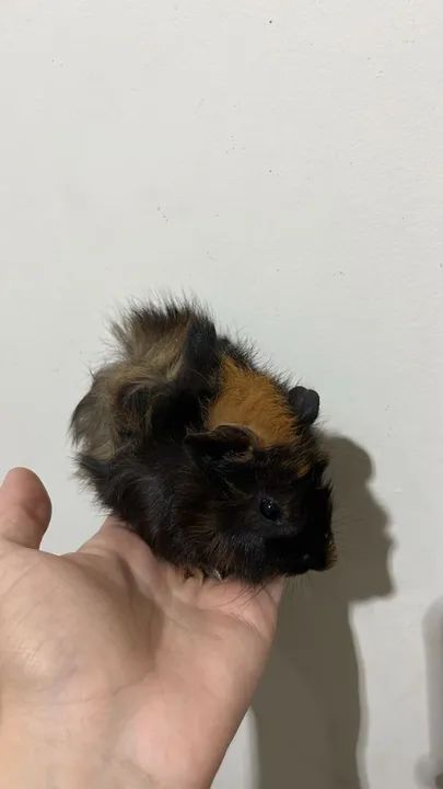 Porquinho da Índia - Fofo e Carinhoso - Foto 3