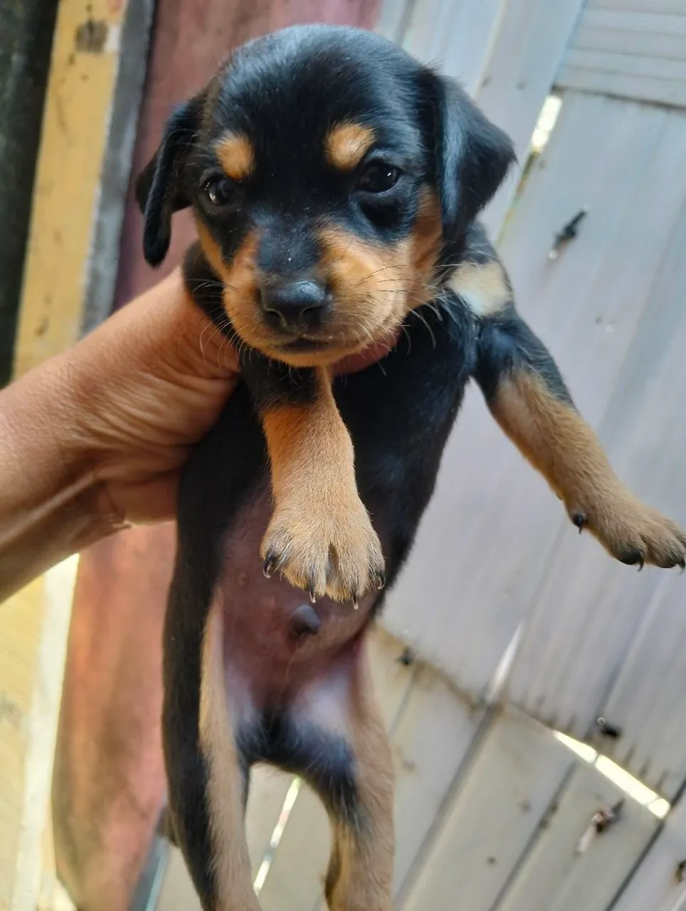Filhote Pinscher Macho - Uma fofura!
