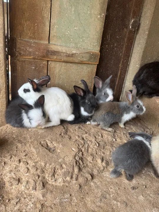 Coelhos à venda  - Foto 6