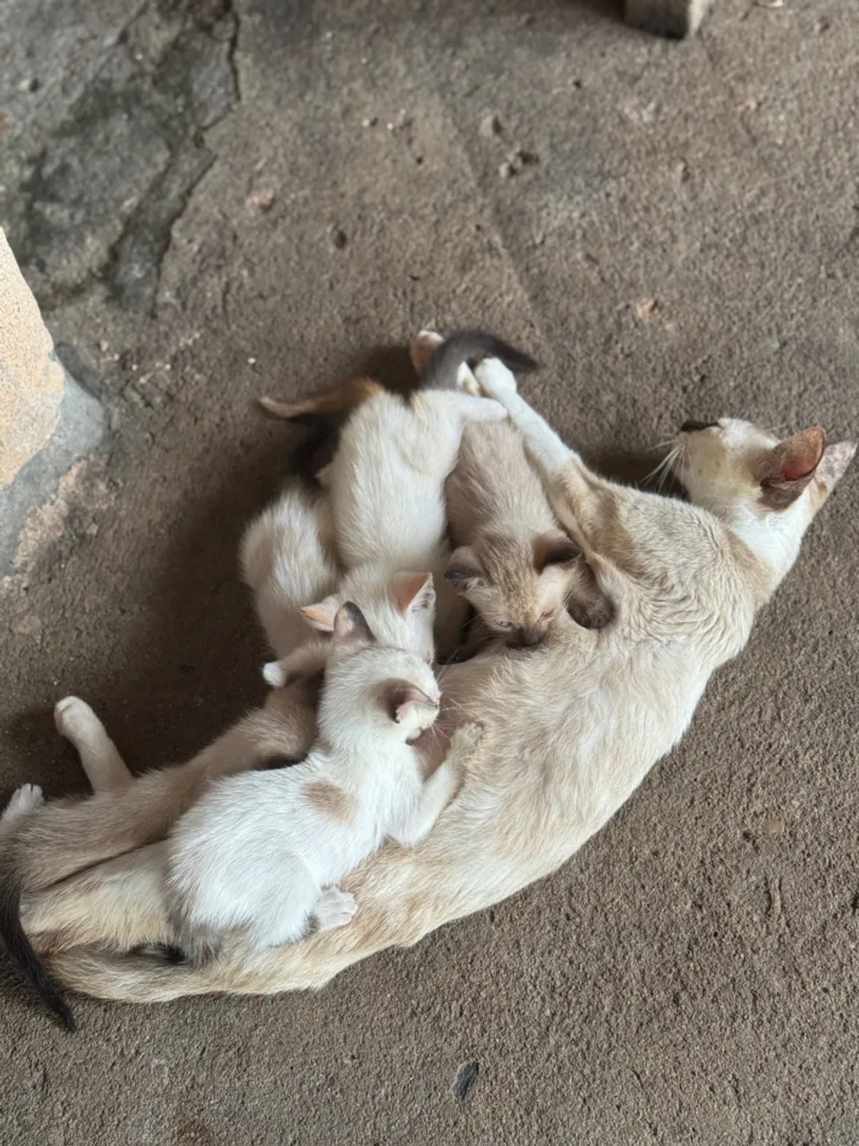 Gatinhos fofos para adoção!