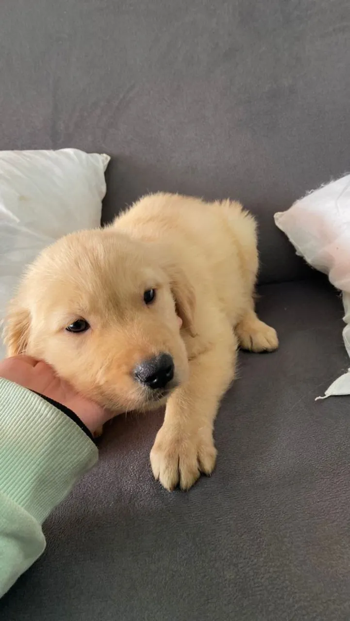 Filhote de Golden Retriever - Puro e Charmoso!