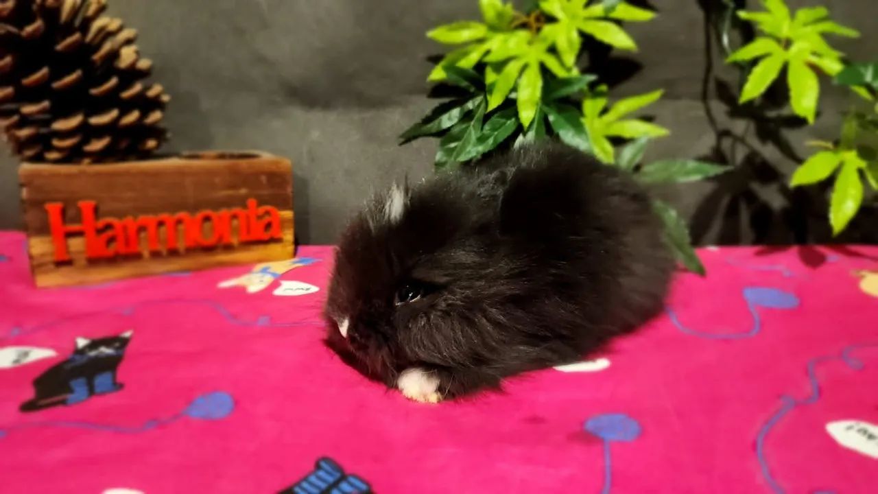 Mini Coelhos Holandês, Lion Head e Netherland  - Foto 2