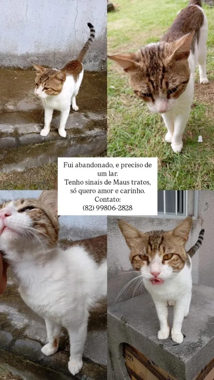 Gatinho abandonado procura um lar cheio de amor!