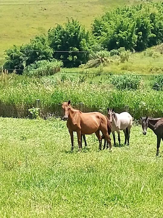 Égua alazona da oreia mucha com potra no pé de 5 mes