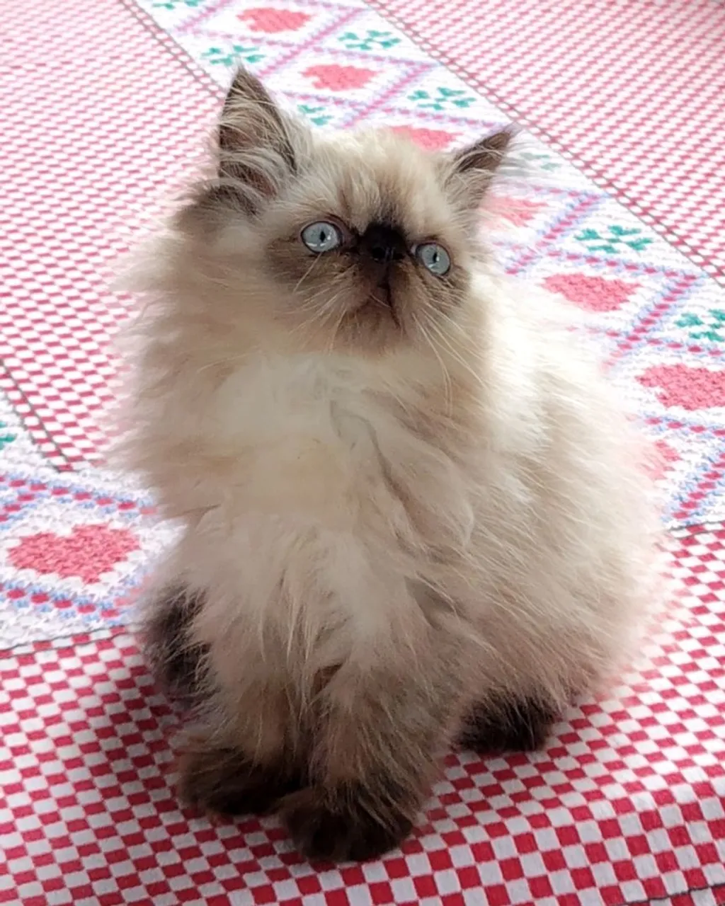 Gatinho Persa Himalia - Fofo e Carinhoso