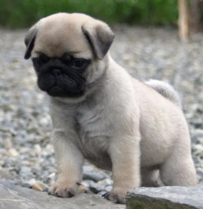           Entrega Imediata Filhote Pug - Pelagem Clara