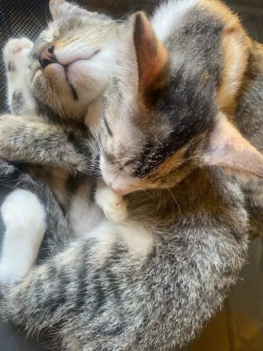 Dois gatinhos fofinhos para adoção - Foto 5