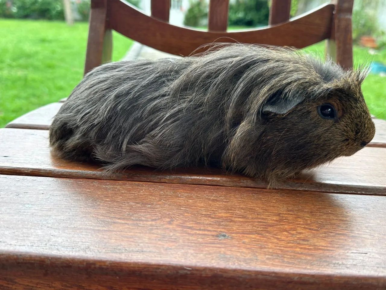 Porquinho da índia  - Foto 2