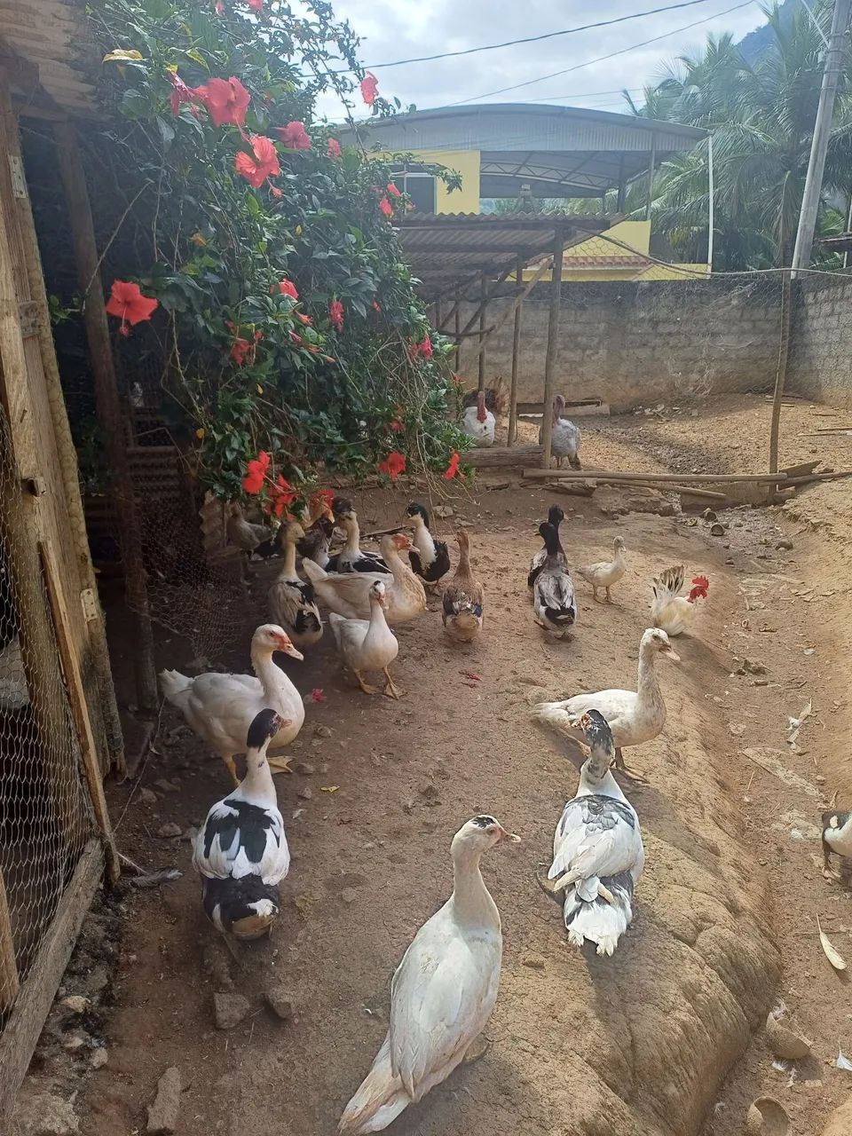 Marrecos e patos  - Foto 4