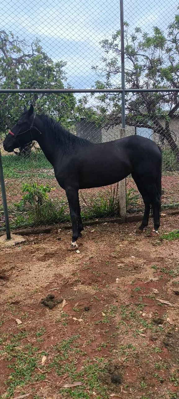 Égua Quarto de Milha Prenha 