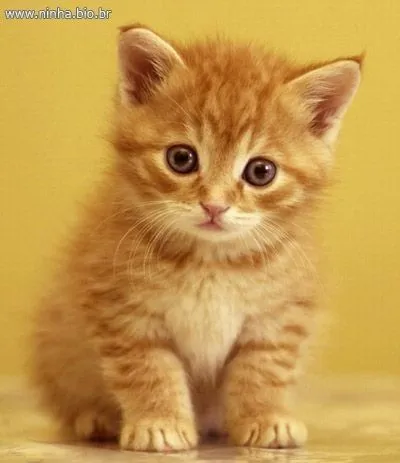 Gatinho fofo para adoção