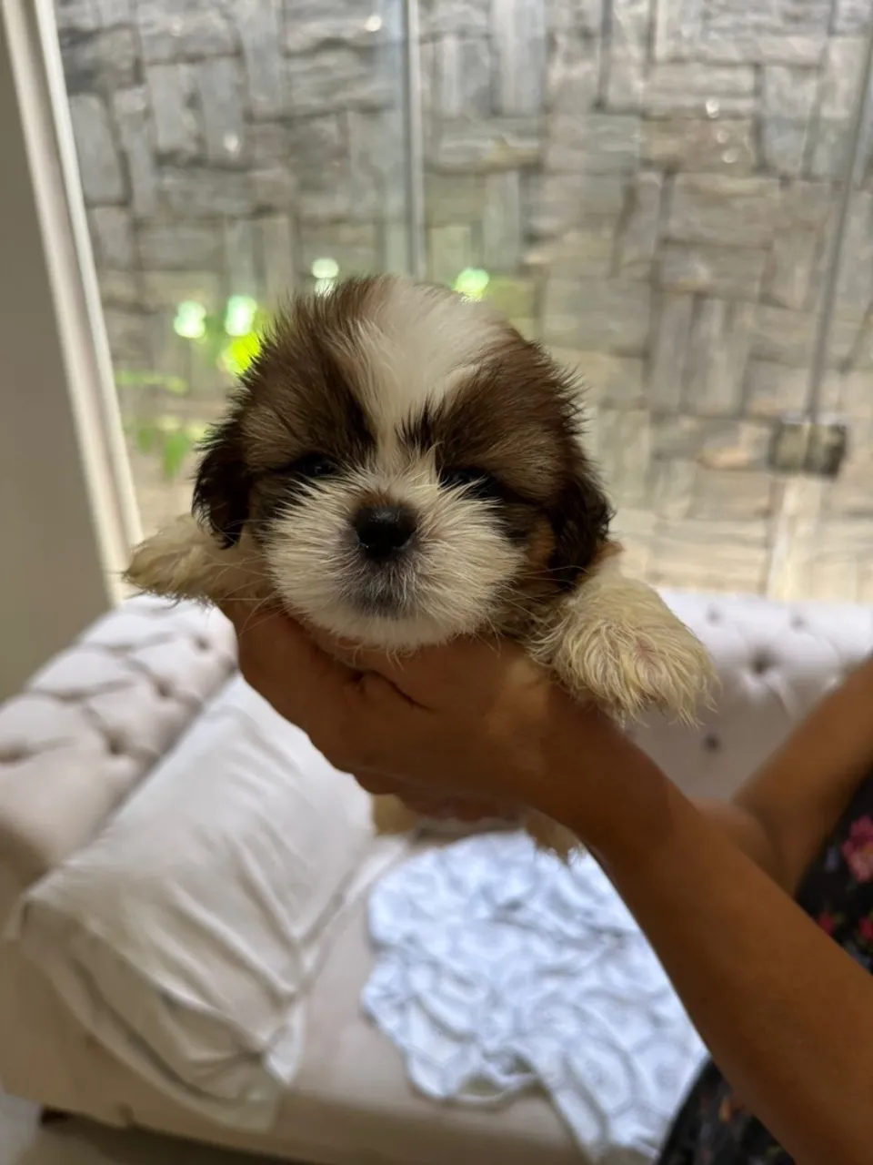Vende-se filhotes de Shih Tzu! 