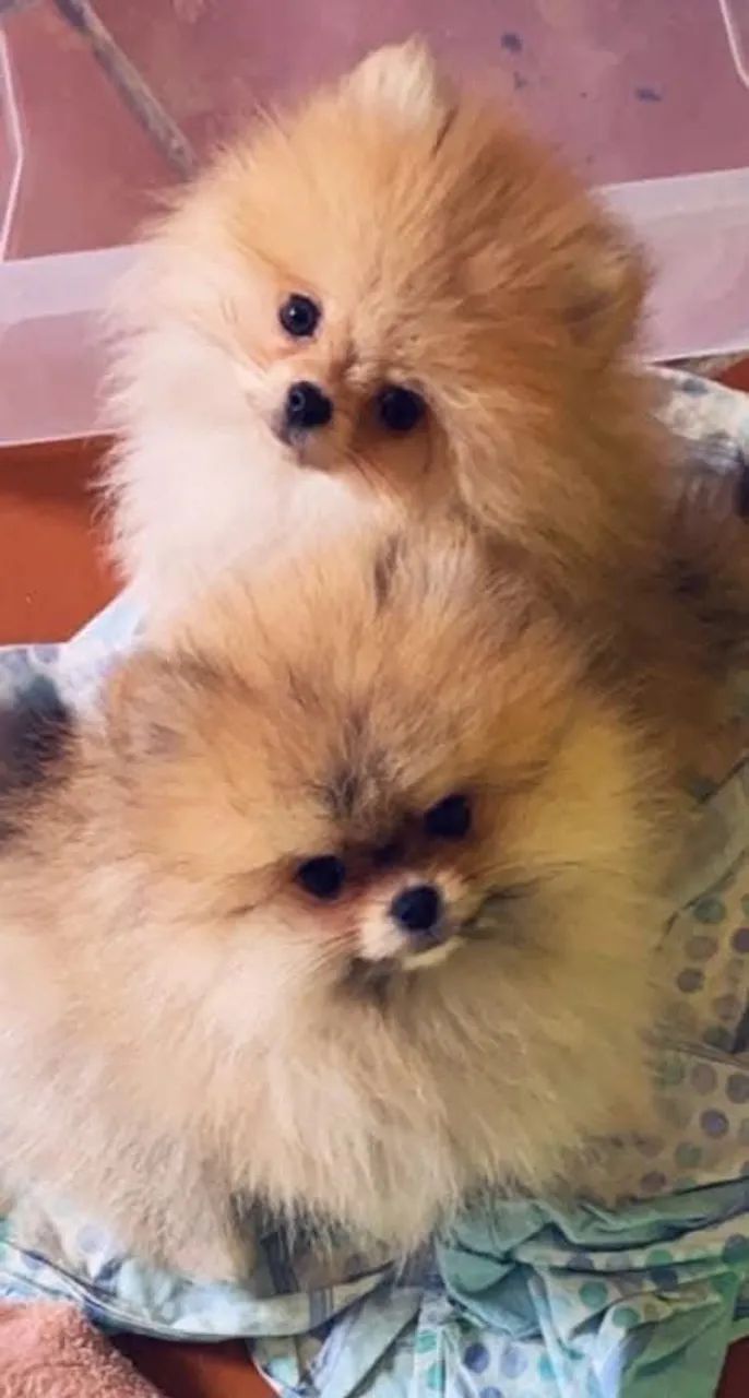  Spitz Alemão / Lulu da Pomerania 