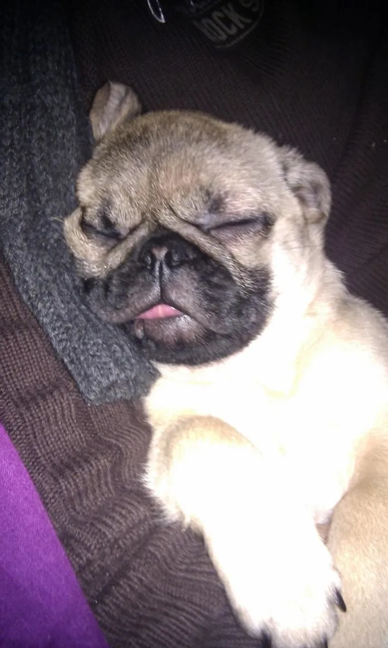 Filhotes de Pug | Esse Filhote Vai Mudar Sua Vida