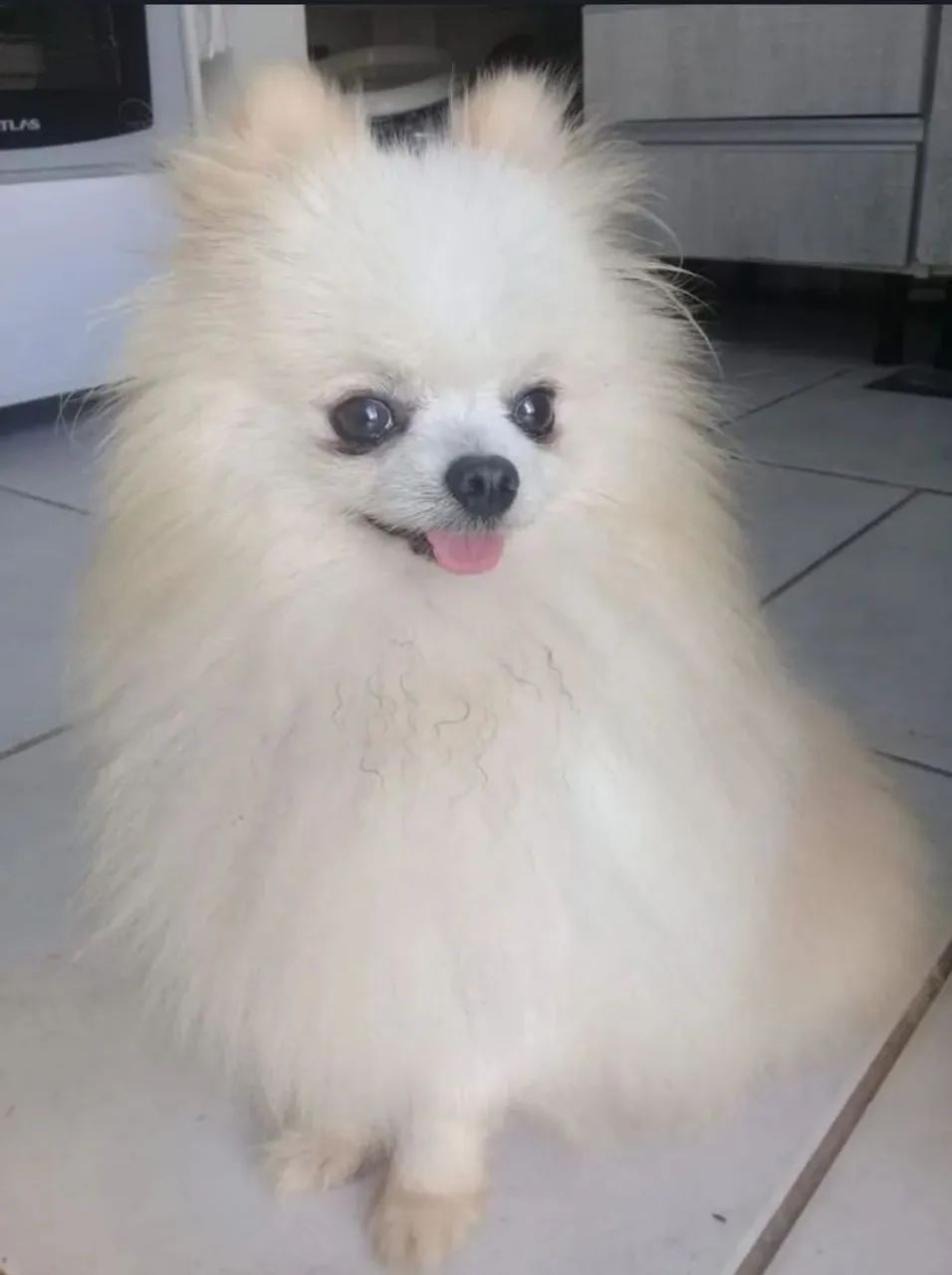 Spitz Alemão Macho anão 