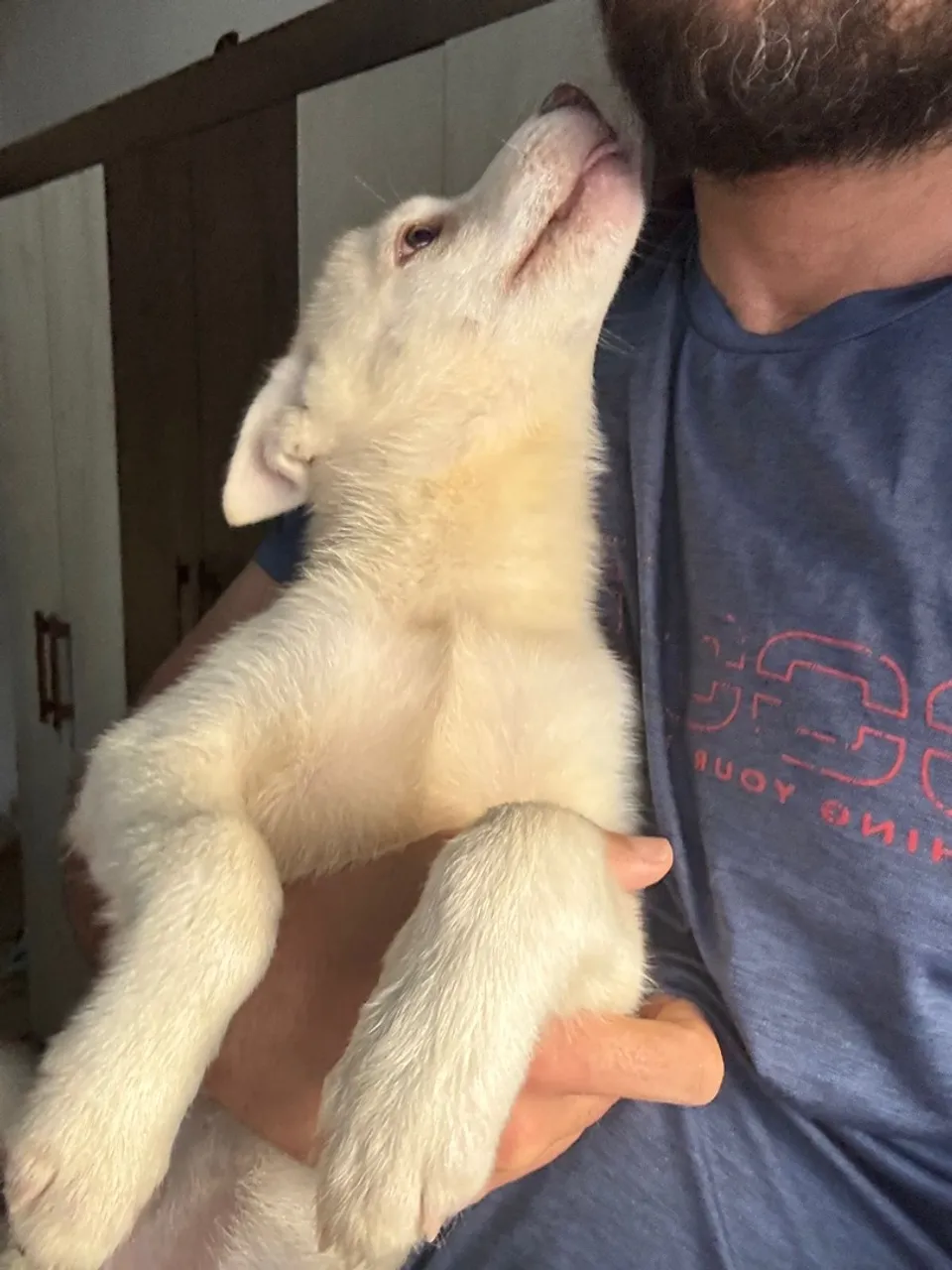 Filhote de Husky Siberiano Fêmea