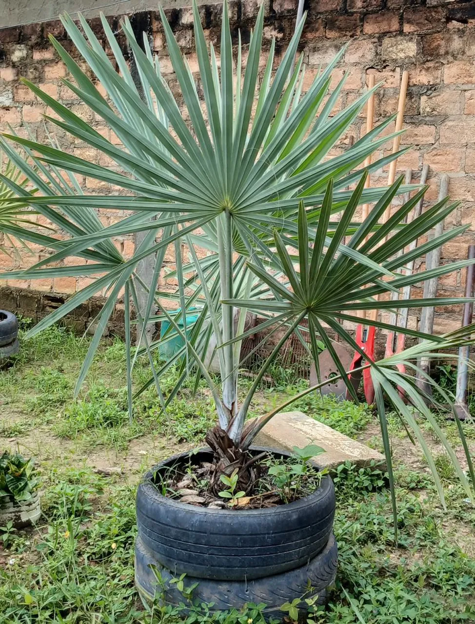 Palmeira Azul - Linda e Exótica