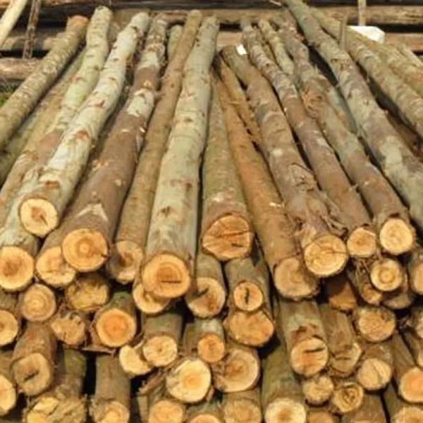 Escoras de Eucalipto