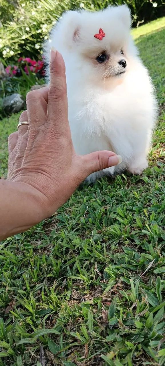 Lindos spitz alemão / lulu da pomeranea - Foto 4