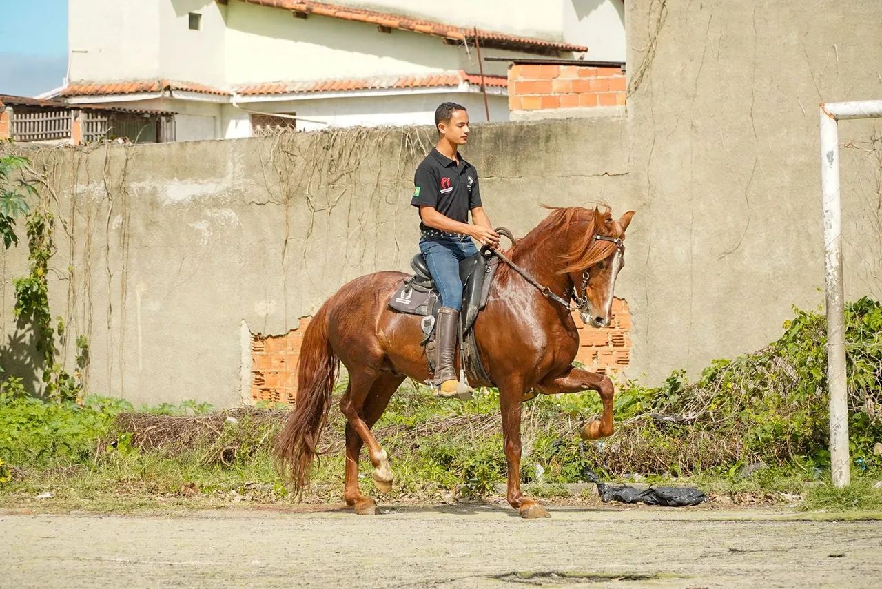 Cavalo - Foto 3