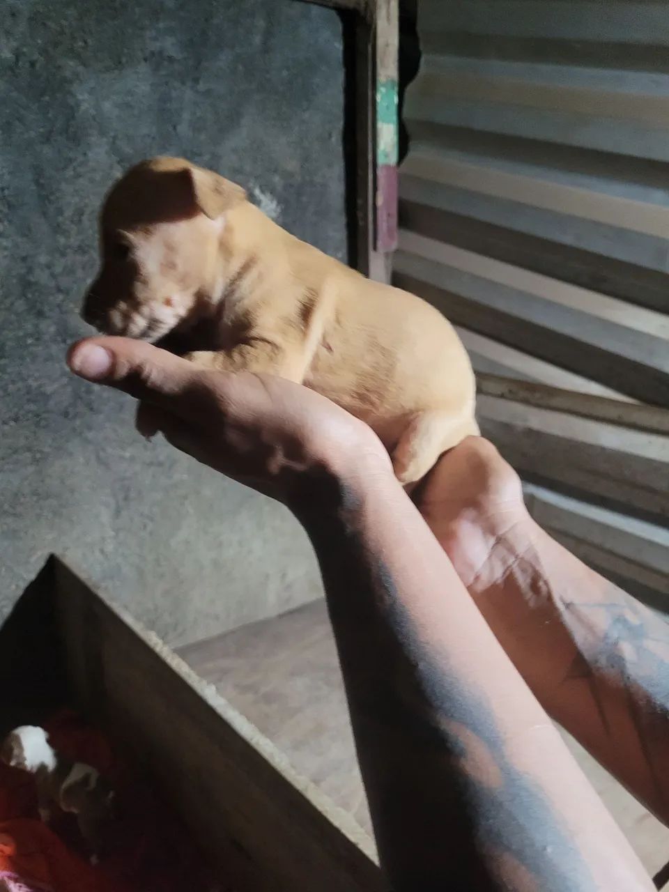 Filhote de Pitbull - Disponível - Foto 5