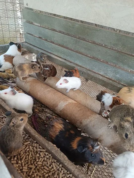 Porquinho da índia  - Foto 2