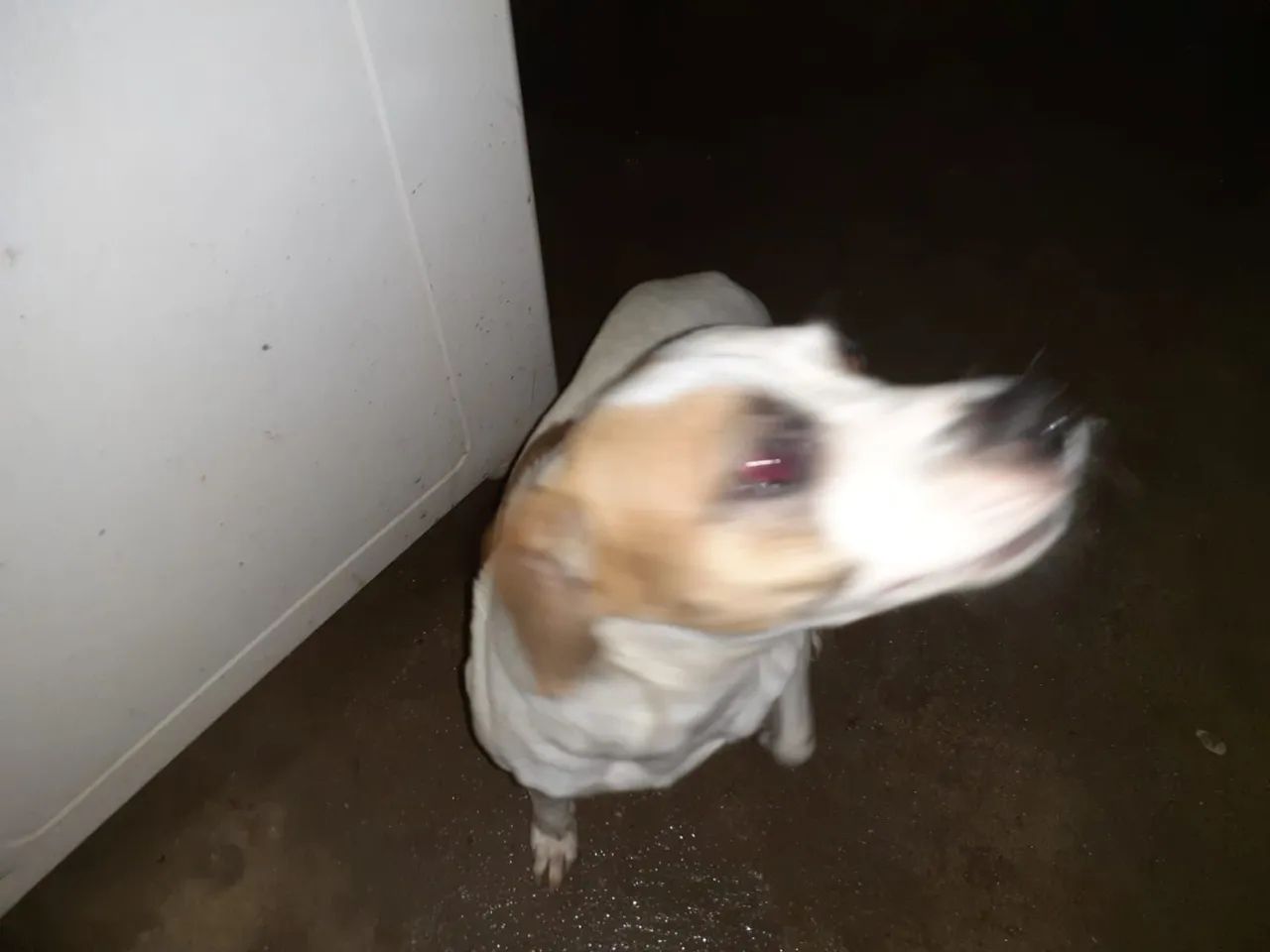 Doação responsável - Foto 3