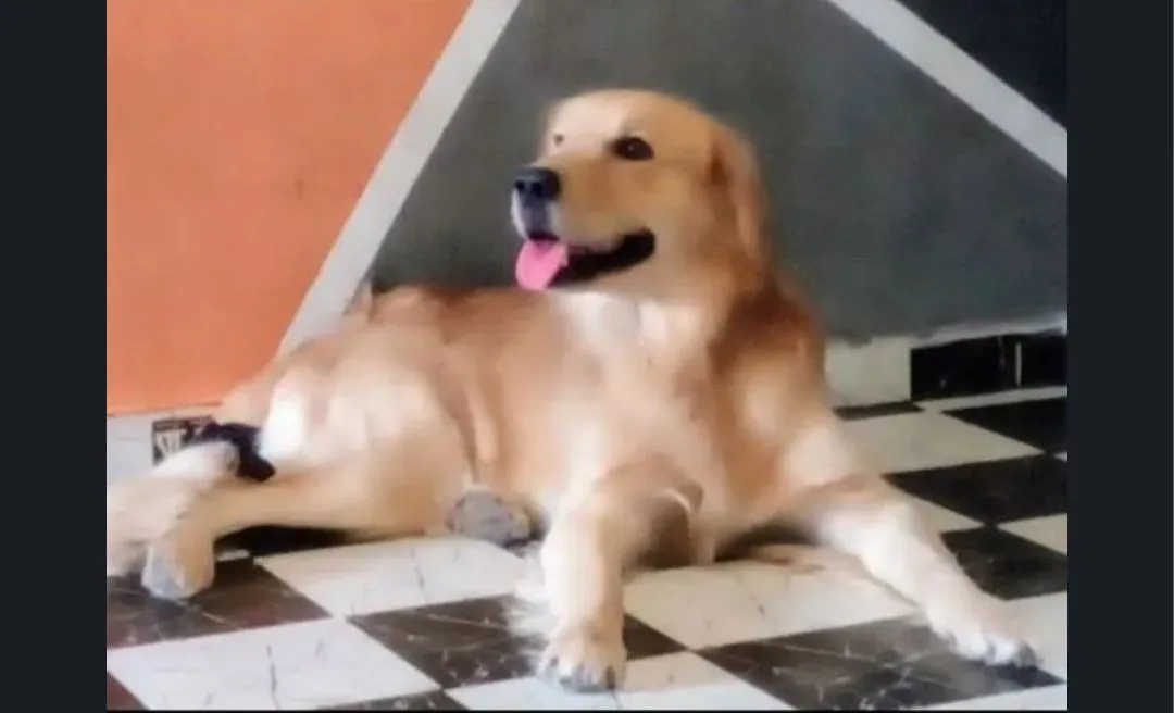 Golden Retriever - 2 Anos / Macho