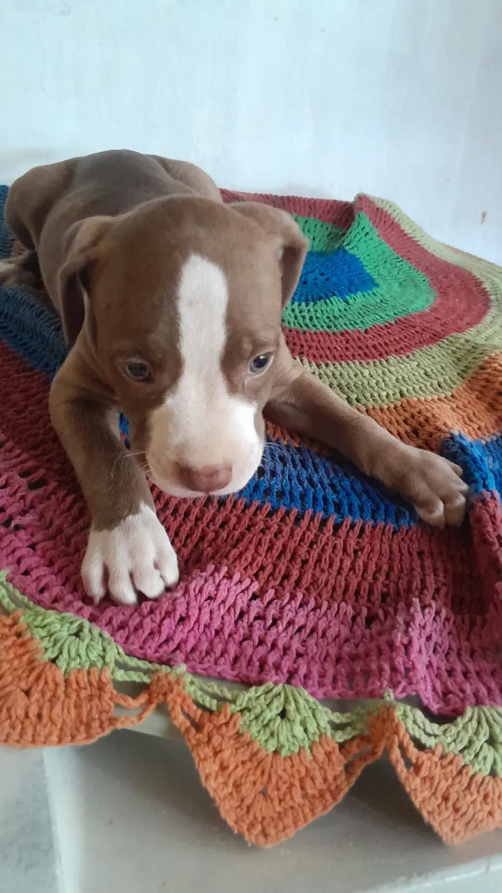 Filhote de Pitbull femia 1 mês e 15 dias adora brincar 