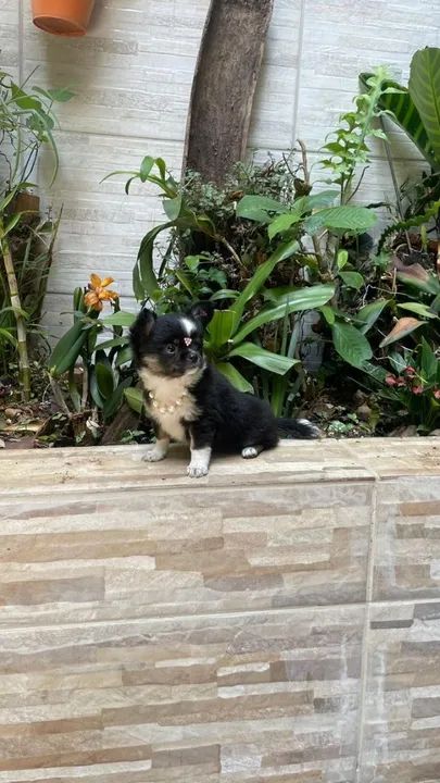Chihuahua Todas as raças com ganratia total de saude e veterinario gratuito. - Foto 2