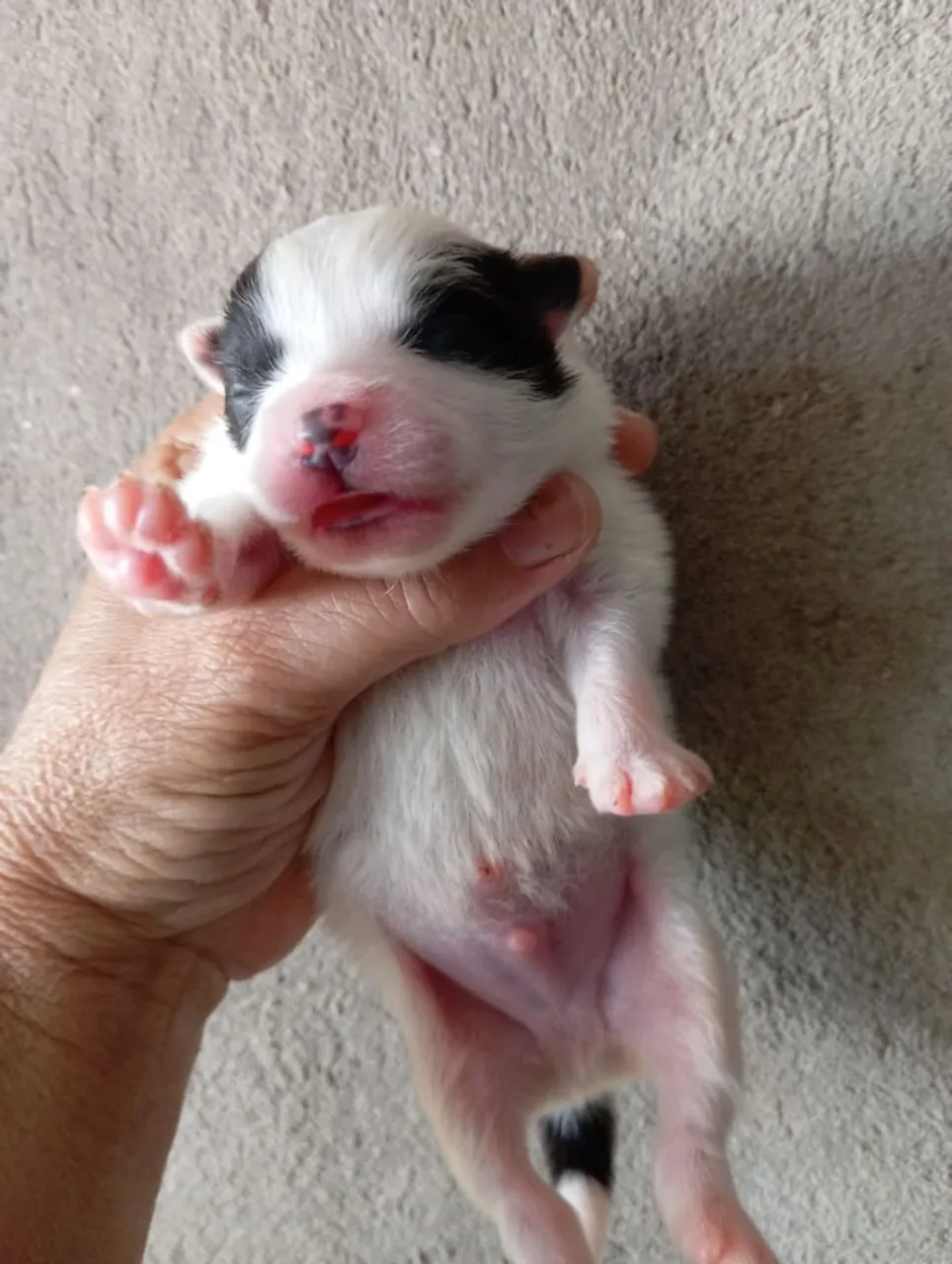 Filhotes de cachorros fofos e charmosos