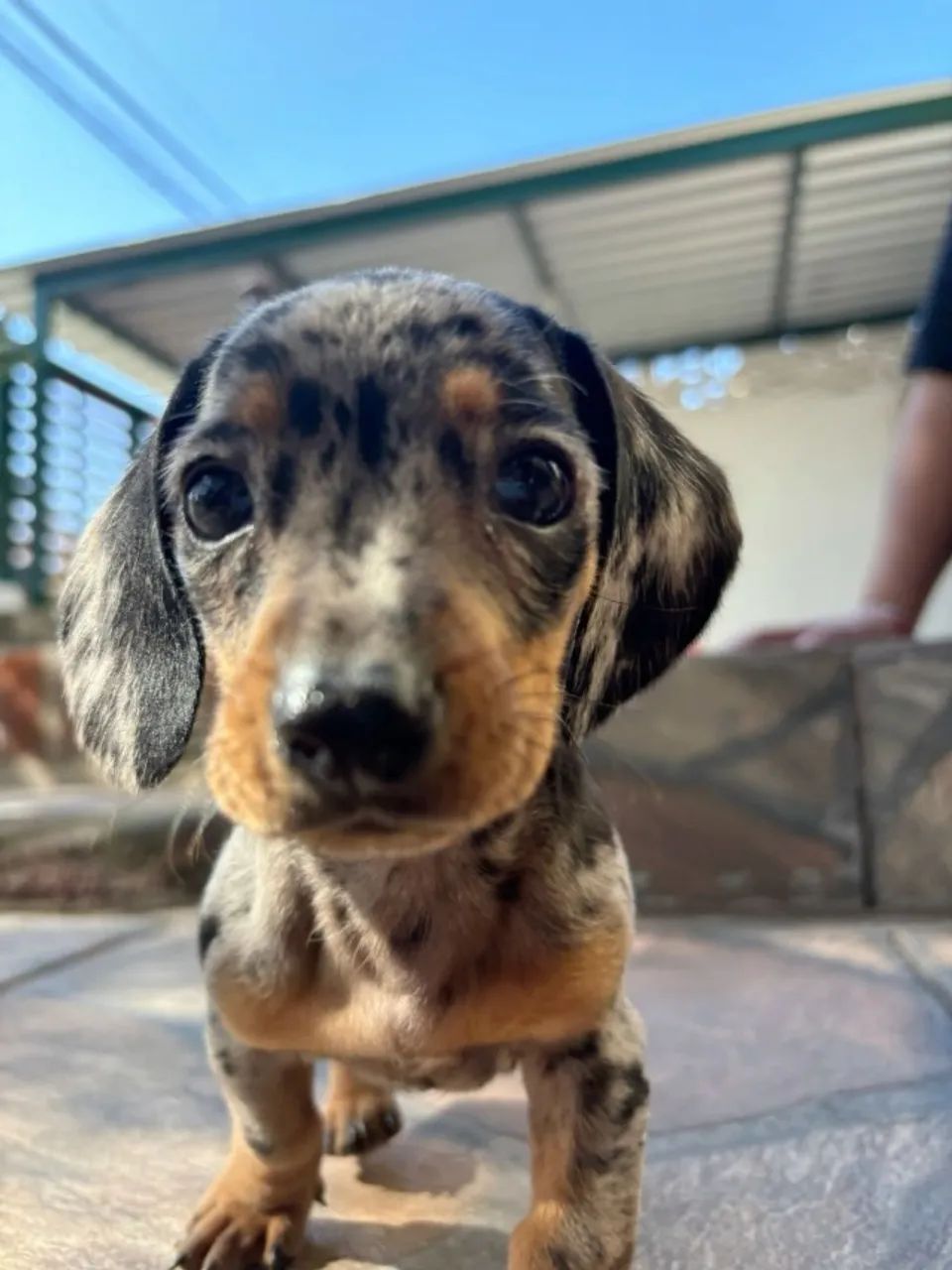 Dachshund (basset, teckel) habilitado 