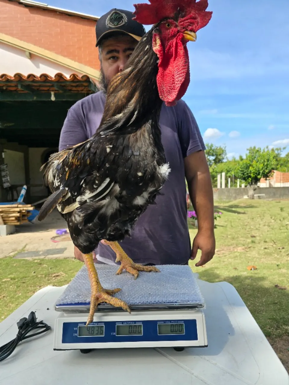 VENDO FRANGOS GSB - BALÃO