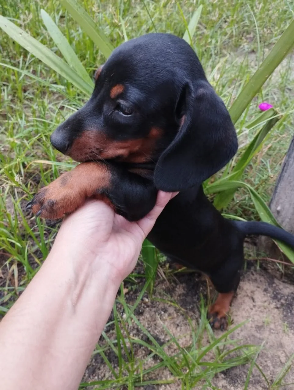 Filhotes dachshund salsichas. Macho e fêmea.