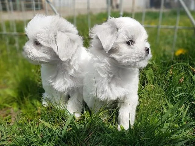 Maltês Pequeno White Fêmea - Companheira Perfeita Para o Dia a Dia! 