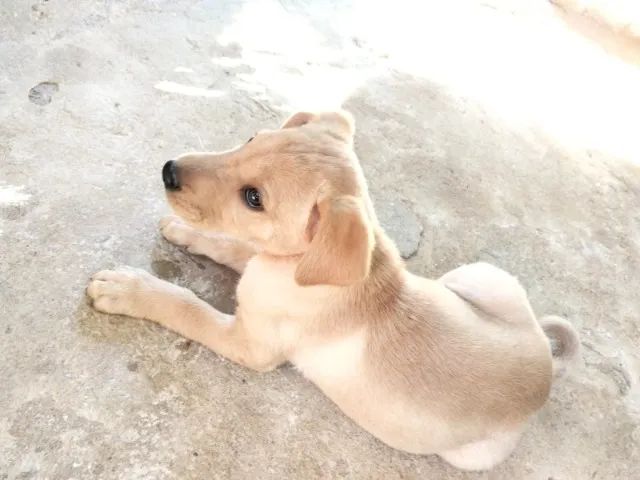 Cachorro macho - Foto 2