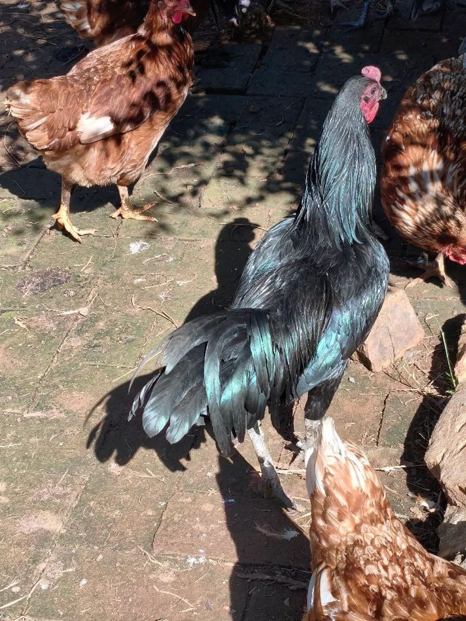 Galo sumatra Blue e black