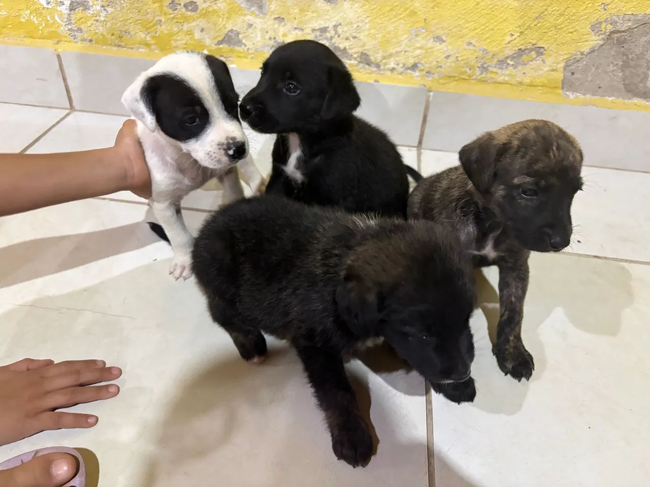 Filhotes de Pastor com Dalmata - Foto 2